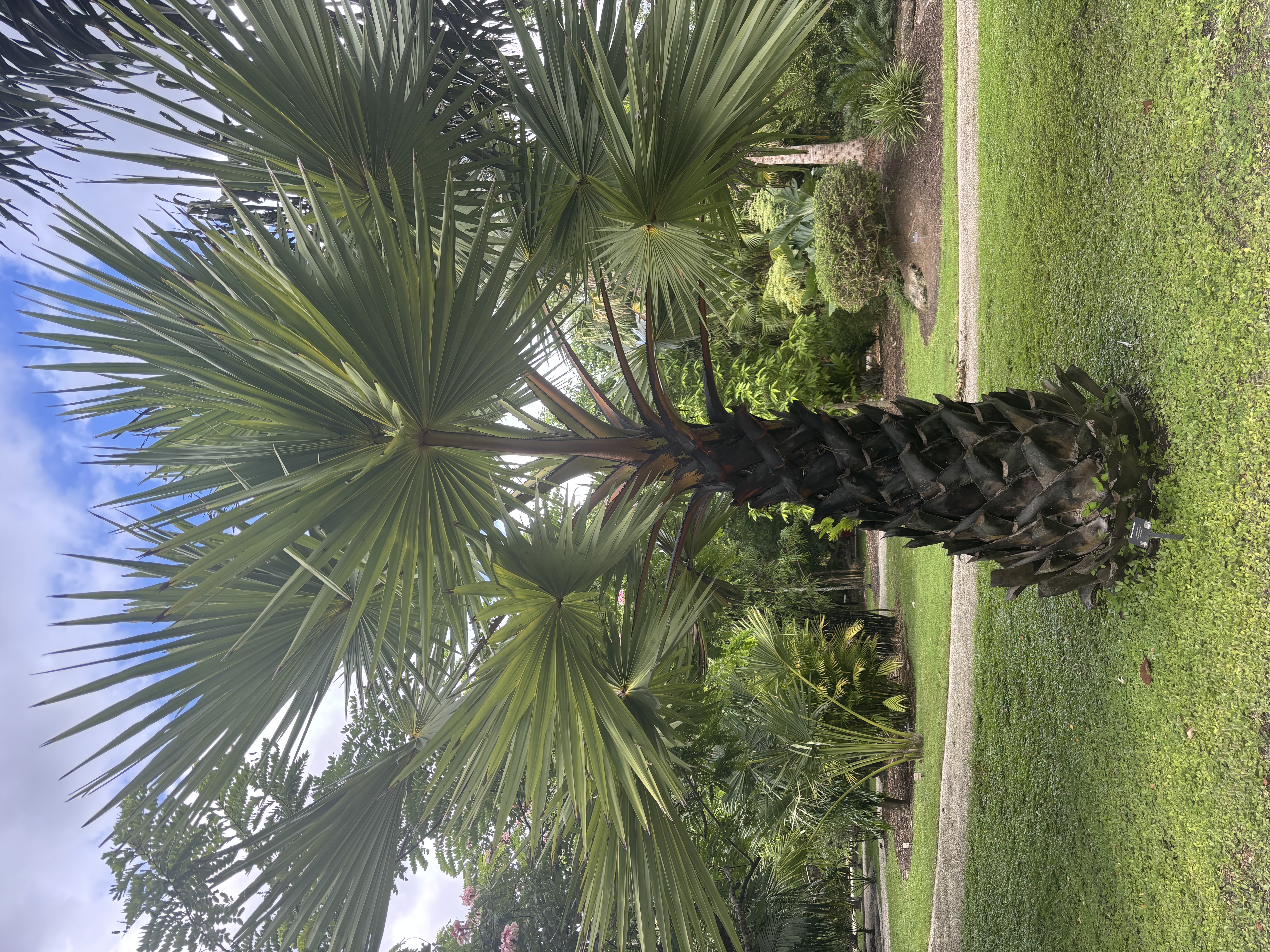 Borassus flabellifer